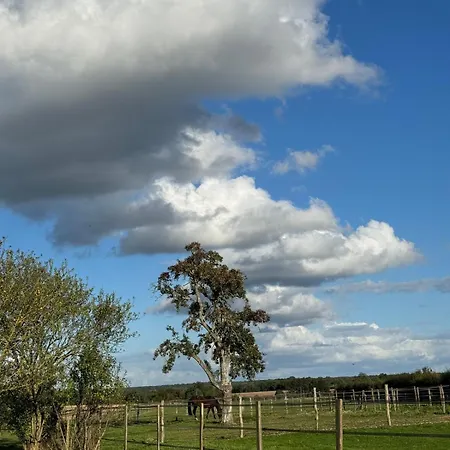 Horse View *
